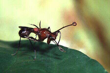 Stalk-eyed Fly 4
