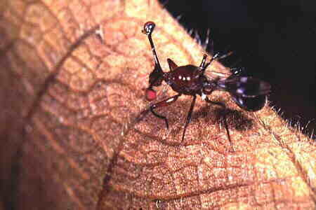 Stalk-eyed Fly 5