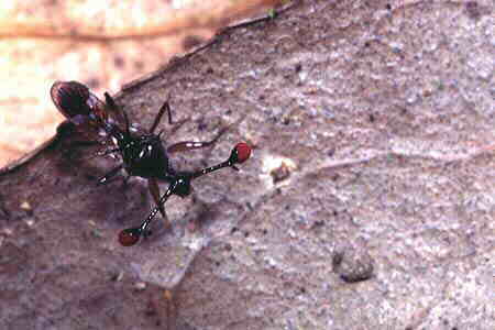 Stalk-eyed Fly 6