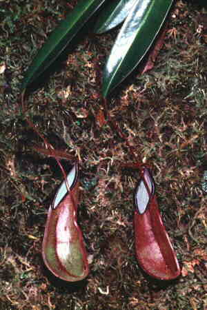 Nepenthes tentaculata