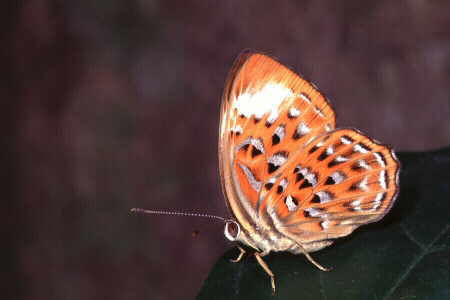 The Harlequin