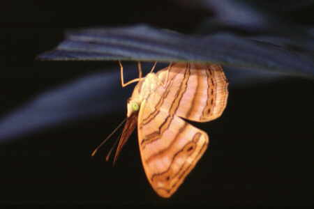 The Maplet