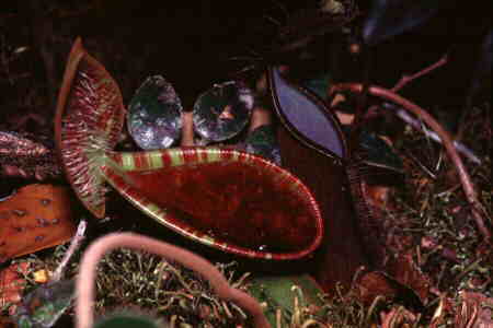 Nepenthes lowii and Nepenthes tentaculata