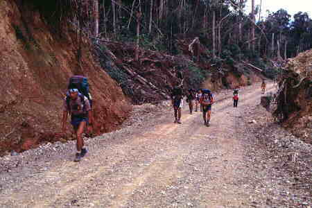 Back on the logging track