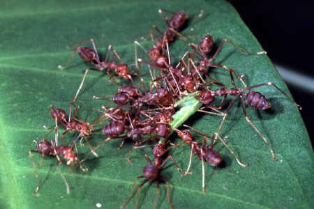 Weaver ants with prey