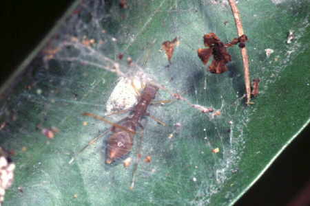 Myrmarachne plataleoides, juvenile