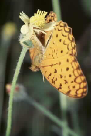 Crab spider with butterfly prey