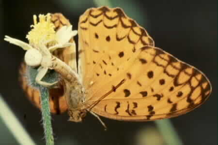 Crab spider