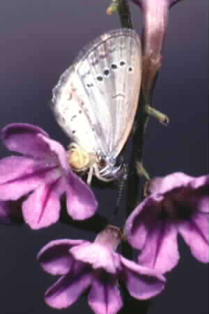 Crab spider
