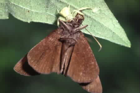 Crab spider
