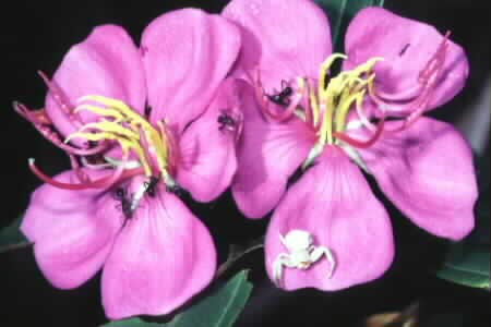Crab spider