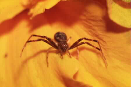 Crab spider
