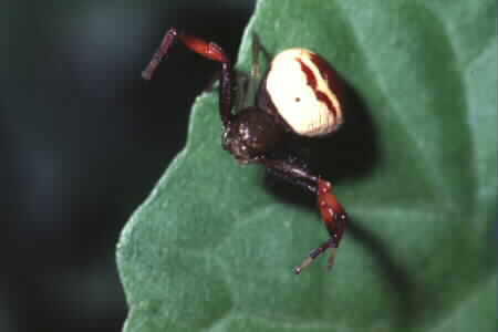 Crab spider