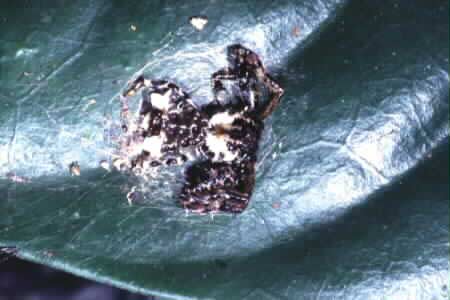 Crab spider