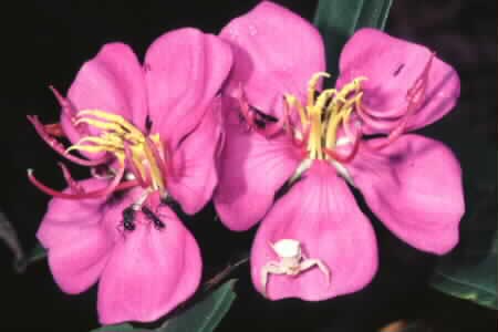 Crab spider and ants on Straits Rhododendron