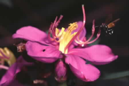 Straits Rhododendron