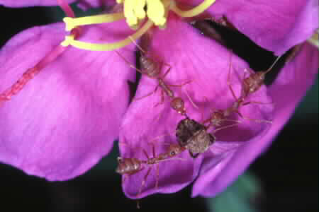 Straits Rhododendron