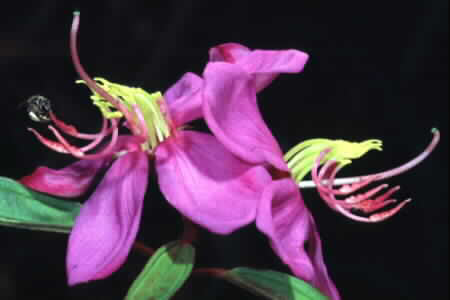 Straits Rhododendron