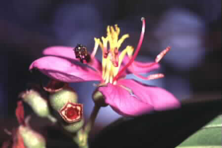 Straits Rhododendron
