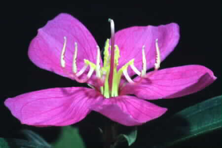 Straits Rhododendron