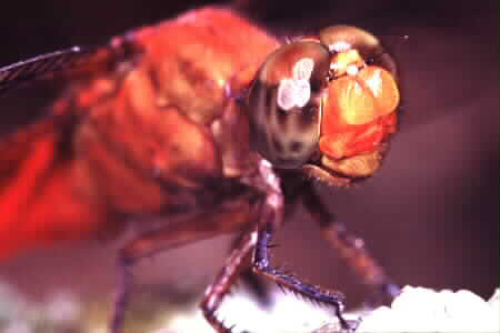 Dragonfly up close, really close