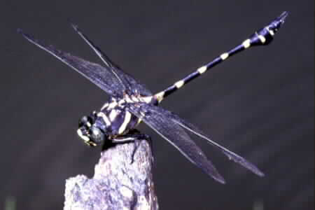 Ictinogomphus decoratus