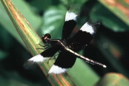Neurothemis tulia