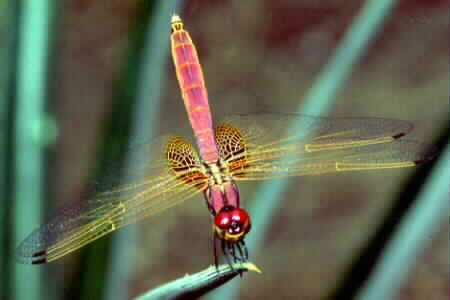 Dragonfly - species unnamed