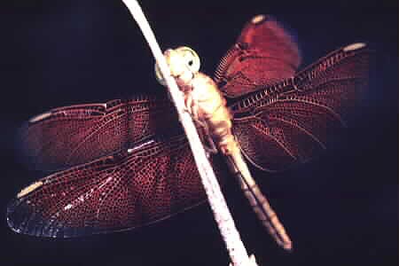 Neurothemis fluctuans