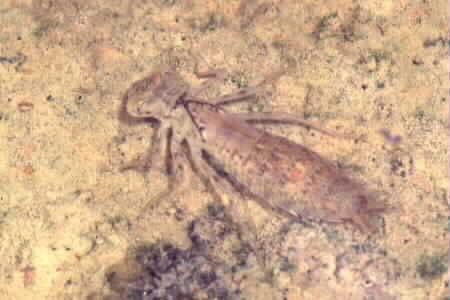 Dragonfly nymph