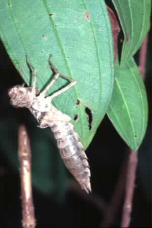 Dragonfly nymph case