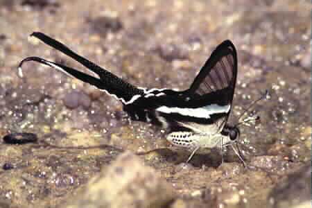 Green Dragontail, Lamproptera meges