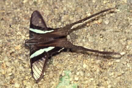Giant Dragontail, Lamproptera meges