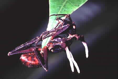 Giant Forest Ant, Camponotus gigas
