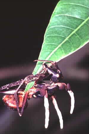Giant Forest Ant, Camponotus gigas