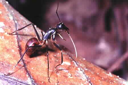 Giant Forest Ant, Camponotus gigas