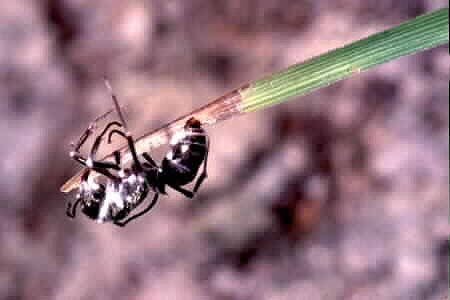 Another victim of parasitic fungus