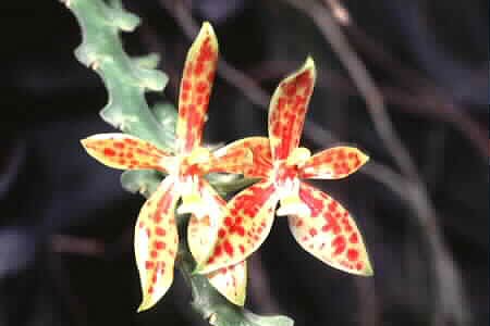 Phalaenopsis cornu-cervi