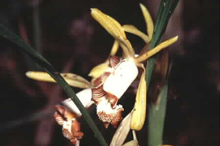 Orchid species, not identified