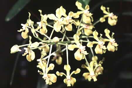 Vanda lamellata