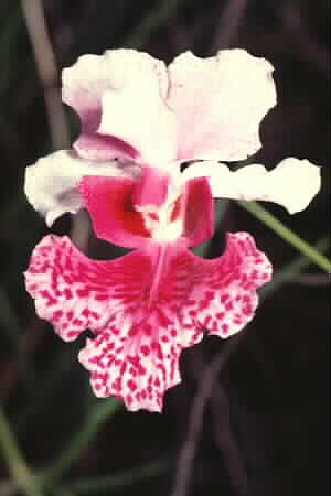 Vanda hookierana