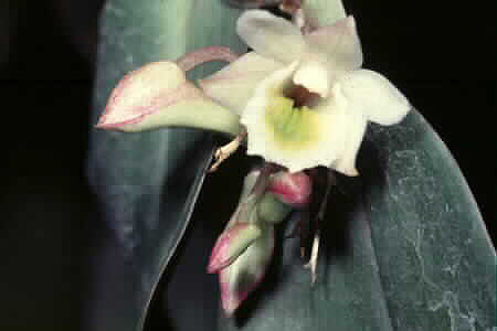 Dendrobium lamellatum