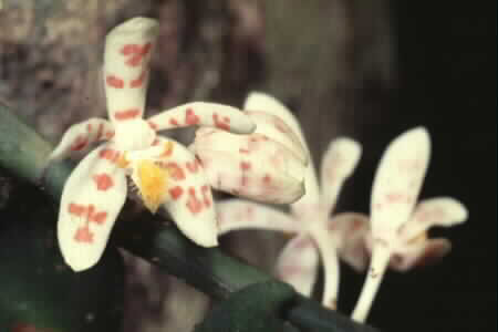 Trichoglottis c.f. vandiflora