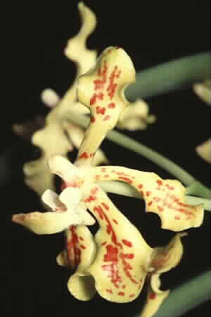 Vanda lamellata