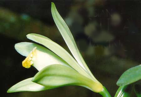 Vanilla fragrans