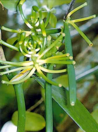 Seed pods of Vanilla fragrans