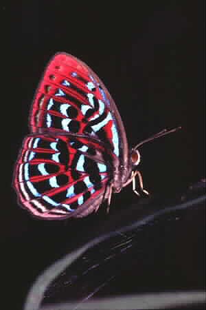 Malay Red Harlequin, Paralaxita damajanti