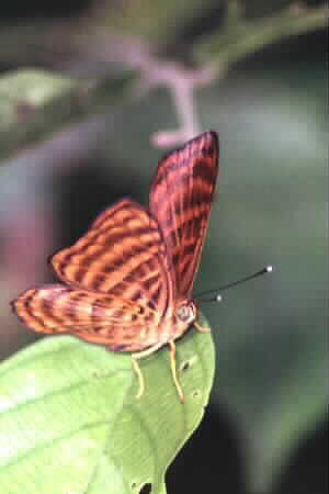 Zemeros emesoides