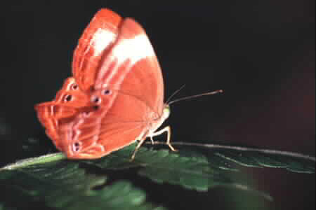 Malayan Plum Judy, Abisara saturata