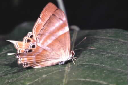 The Tailed Judy, Abisara savitri